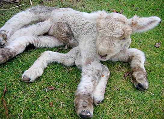 Seven Legged Lamb