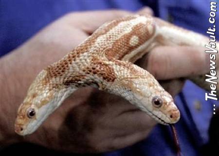 Two-Headed Snake, We