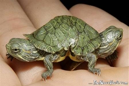 Two-Headed Turtle